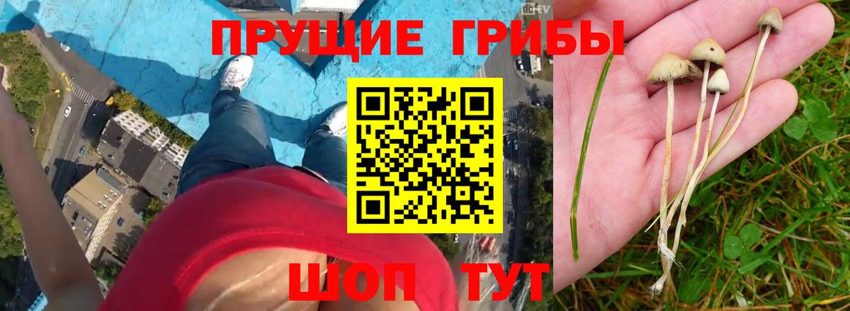 Дзержинск  Псилоцибиновые грибы мухоморы  Галлюциногенные грибы Psilocybe  Вход с VPN 